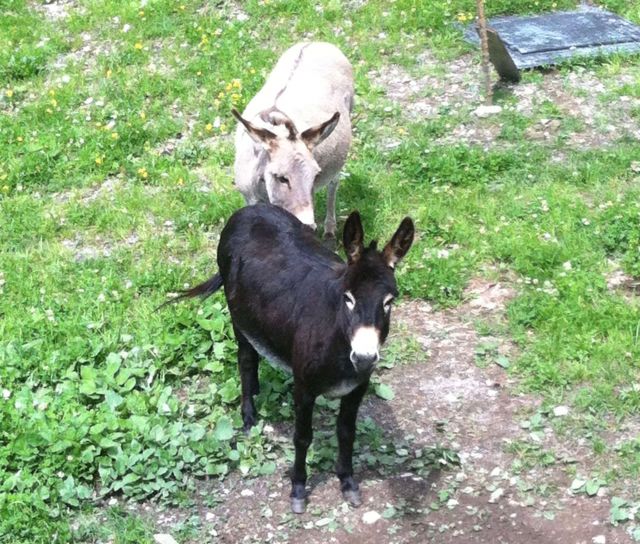 image: El Cirum farmstay