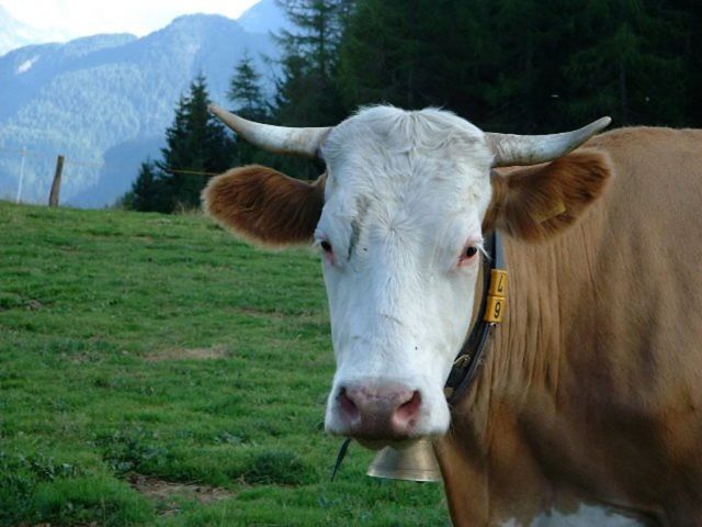 image: El Cirum farmstay