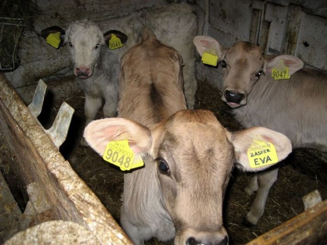 image: El Cirum farmstay